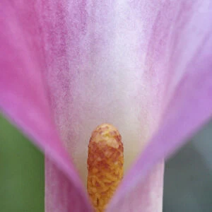 Pink Calla Lily Closeup