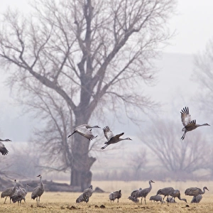 Sandhill cranes feeding in fields near North Platte, Nebraska, USA