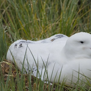 South Georgia. Prion Island. Wandering albatross (Diomedea exulans) on its nest in