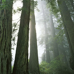 USA, California, Redwood National Park, Redwoods in fog