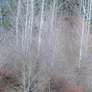 USA, Washington State, Sammamish springtime and alder and willow trees in early spring pano