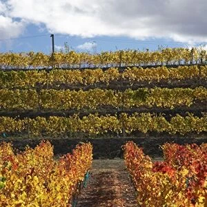 Vineyard, Cromwell, Central Otago, South Island, New Zealand