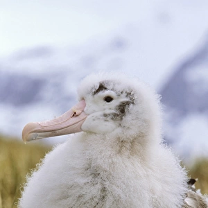 Young Wandering Albatross (Diomendea exulans) portrait on nest, Island of South Georgia