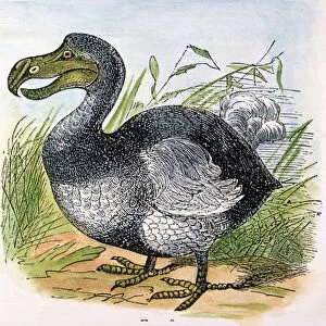 THE MAURITIUS DODO. Mauritius dodo (Raphus cucullatus). A now extinct flightless bird. Engraving, 1879