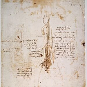 Pen and ink study, c1492, by Leonardo da Vinci of a horses anatomy, possibly in preparation for his equestrian statue of Francesco Sforza