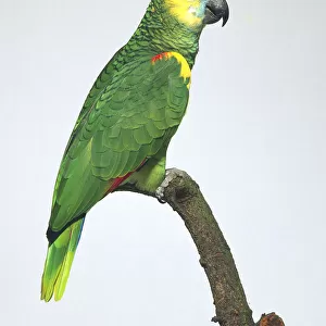 Blue fronted amazon parrot - side view