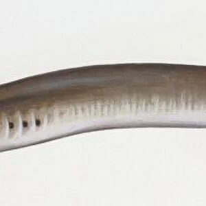 Fishes: Petromyzontiformes - European river lamprey (Lampetra fluviatilis ), illustration