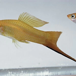 Gold swordtail: a gold / orange fish with a long dark sword extention to its caudal fin