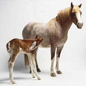 Light-brown pony (Equus caballus) with five-week-old foal, side view