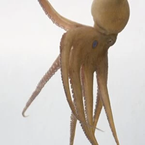 Octopus, soft body, eight writhing arms, one raised towards water surface, slanting eye, blue spot used to identify others of its kind