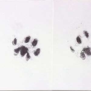 Paw prints of domestic cat