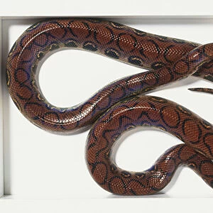 Rainbow boa (Epicartes cenchria) curled up, view from above