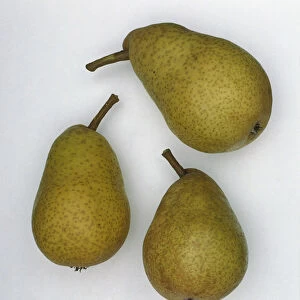 Three ripe green pears with stalks