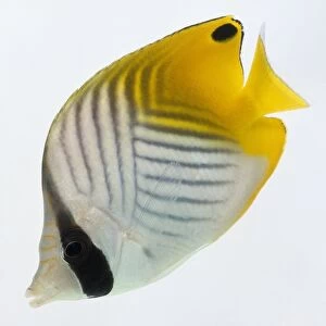 Threadfin Butterfly fish, with black and white markings and bright yellow tail