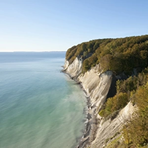 Baltic Sea, chalk cliffs and beech forest, Common beech trees -Fagus sylvatica-, in autumn, Jasmund National Park, Mecklenburg-Vorpommern, Germany