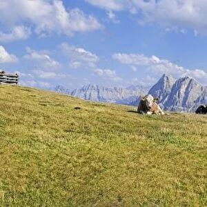 Cows, Aferer Alm alp on Plosen mountain, view of Aferer Geisler Massif and Peitlerkofel mountain, Wuerzjoch ridge, Villnoesstal valley, Dolomites, province of Bolzano-Bozen, Italy, Europe