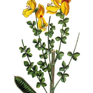 Cytisus scoparius, the common broom or Scotch broom