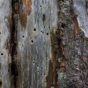 Dead wood with insect gnaw marks and holes in the wood, Germany