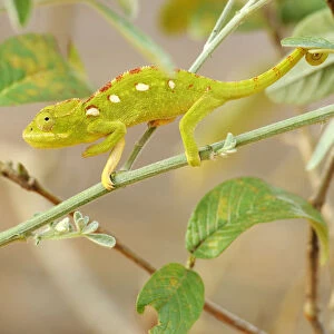 Green Chameleon (Chamaeleonidae) perched on a branch