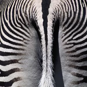 Grevys zebra (Equus grevyi), rear view