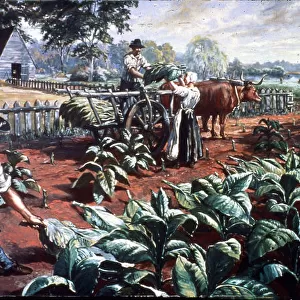 Harvesting Tobacco In Early Virginia