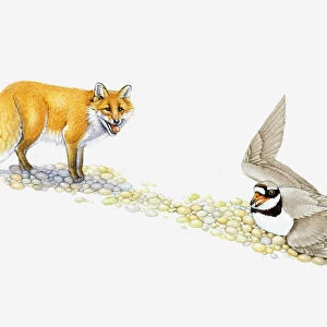 Illustration of Ringed Plover flapping wings to protect eggs as Red Fox stands nearby