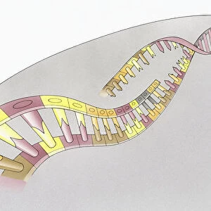Illustration of structure of human Deoxyribonucleic acid (DNA)