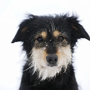 Mixed-breed dog, Old German Shepherd x Dachshund, portrait in snow, Satteldorf, Hohenlohe, Baden-Wurttemberg, Germany