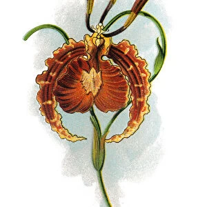 Oncidium Papilio (Psychopsis - The Butterfly Orchid)