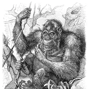 Orangutan engraving 1882