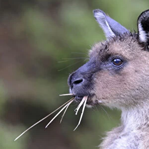 Western Grey Kangaroo (Macropus fuliginosus fuliginosus), Kangaroo Island, Australia