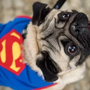 Blacao Carnival Parade Superman Dog