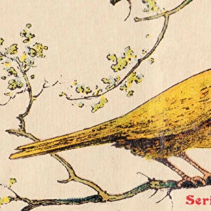 ALPHABET OF BIRDS for... S: Serin, circa 1925 (illustration)