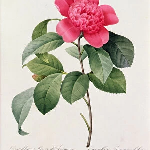 Camellia Anemonefolia (coloured engraving)