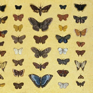 A collage of butterflies and moths including the Camberwell Beauty