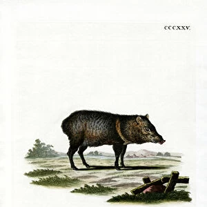 Collared Peccary (coloured engraving)
