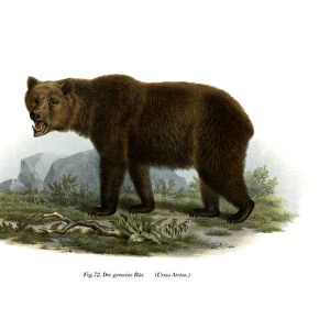 Common Bear, 1860 (colour litho)