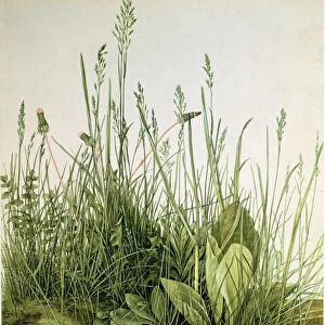 The dirt with wild herbs, 1503 (Watercolour)