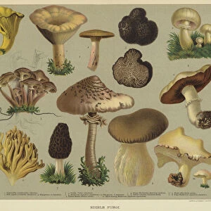 Edible fungi (colour litho)
