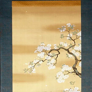 Falcon on a branch of Japanese cherry blossomed. Silk painting from the 18th century of Japan. Genoa. Museo Chiossone