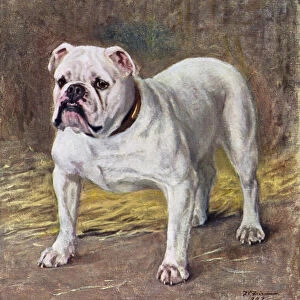 The Famous Bulldog Ch Silent Duchess (colour litho)