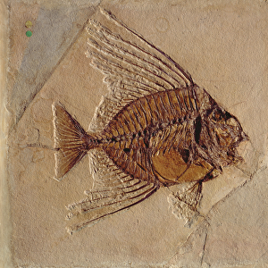 Fish (fossil)