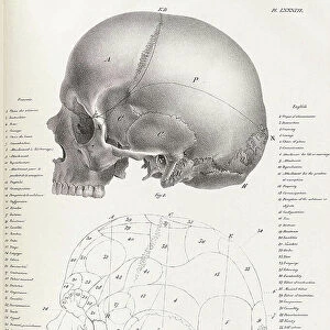 illustration from Traite de phrenologie humaine et comparee, 19th century (engraving)
