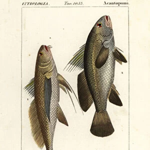 Longtail croaker, Lonchurus lanceolatus 1 and meagre, croaker, stone bass, shadefish, Argyrosomus regius 2