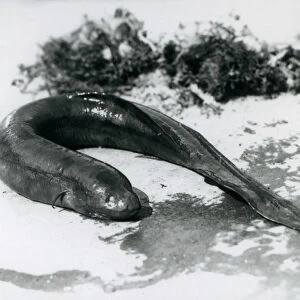 A Lungfish resting out of water at London Zoo in September 1928 (b / w photo)