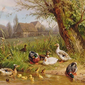 Mallard Ducks with their Ducklings (oil on canvas)