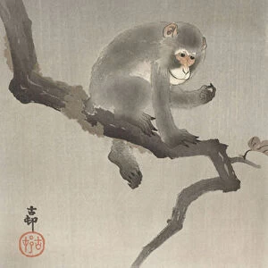Monkey in a fruit tree, 1900-30 (colour woodcut)
