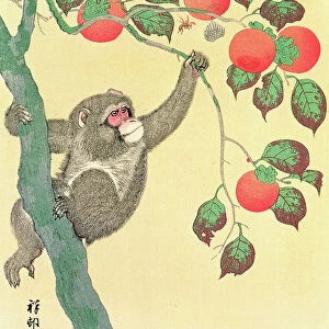 Monkey in a Persimmon Tree, 1935 (woodblock colour print)