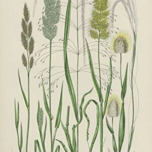 Ovate Hares Tail Grass, Spreading Millet Grass, Awned Nit Grass, Common Feather Grass... (colour litho)