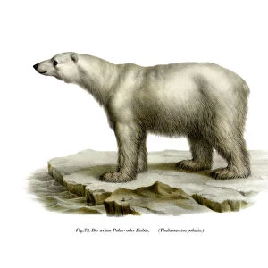 Polar Bear, 1860 (colour litho)